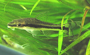 Otocinclus huaorani